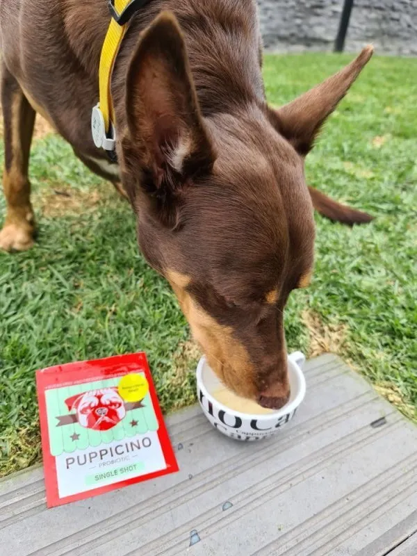 L'Barkery Puppicino - Banana n Mango Delight