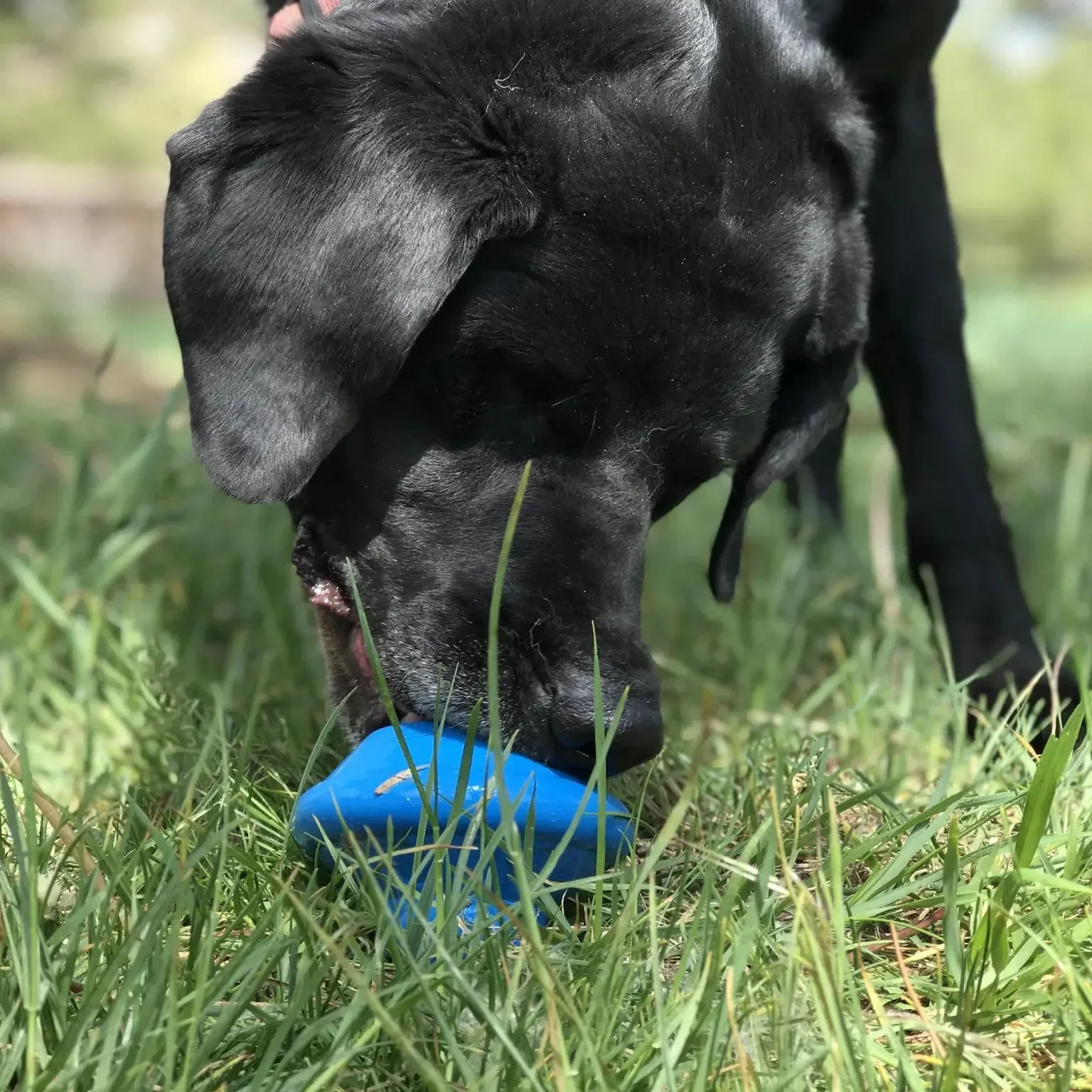 Soda Pup Flying Saucer