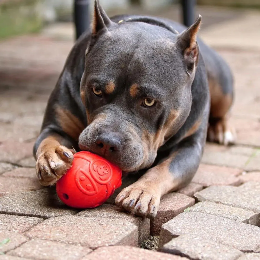 SodaPup Rocketman Durable Rubber Chew Toy